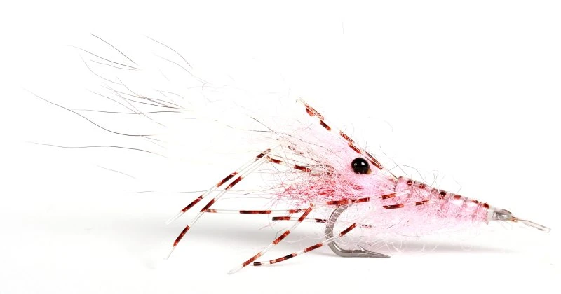 Leoshrimp Pink #6 1 Leoshrimp Pink #6