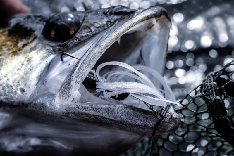 Quantum 4Street Chatter 4 Quantum 4Street Chatter – Bild 4