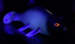 Quantum Freak Of Nature Swimbait Tench 23cm, 270g 8 Quantum Freak Of Nature Swimbait Tench 23cm, 270g -Ausgewählte Geschäfte Für Angelausrüstung 22 3272005r 4