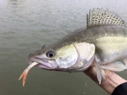 Quantum Pelagic Shad Set 21cm, 60g -Ausgewählte Geschäfte Für Angelausrüstung 22 3456008r 3