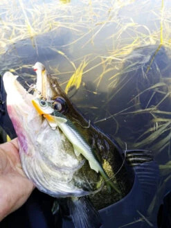 Quantum Pelagic Shad Set 21cm, 60g -Ausgewählte Geschäfte Für Angelausrüstung 22 3456008r 4