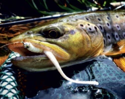 Libra Lures Dying Worm 70 Krill (15pcs) -Ausgewählte Geschäfte Für Angelausrüstung DW70K15P 006r 4