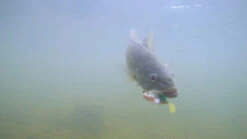 Megabass Dark Sleeper -Ausgewählte Geschäfte Für Angelausrüstung MB DS24 4513473452352r 5